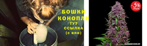 прущие грибы Абаза
