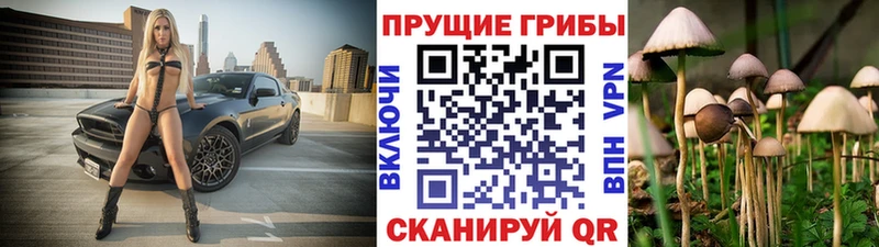 закладка  Красновишерск  Галлюциногенные грибы Psilocybe 